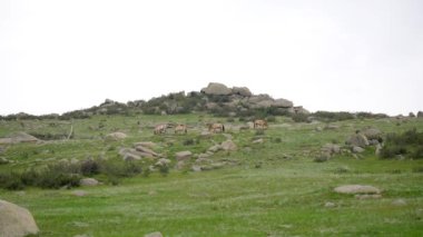 Equus Ferus takhi dzungarian Przewalski Moğol vahşi atı vahşi hayvan toynaklı mustang brumby yaban tarpan belgeseli hayvanları sinemalarda serbestçe dolaşıyor..
