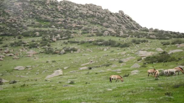 Przewalskis Pferde Einer Natürlichen Umgebung Den Bergen Der Mongolei Equus — Stockvideo