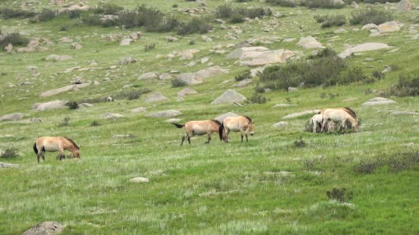 Caballos Przewalski Hábitat Natural Real Las Montañas Mongolia Equus Ferus — Vídeos de Stock