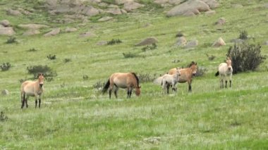 Przewalski 'nin atı, Moğolistan dağlarında gerçek doğal yaşam ortamında albino beyaz tay. Equus Ferus takhi dzungarian Przewalski Moğolistan vahşi at vahşi hayvan toynaklı yaban ördeği tarpan belgeseli hayvanları serbestçe dolaşıyor..