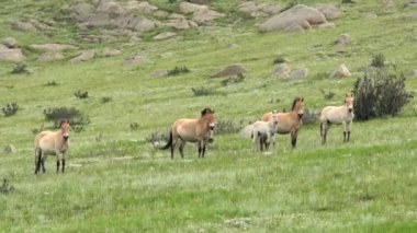 Przewalski 'nin atı, Moğolistan dağlarında gerçek doğal yaşam ortamında albino beyaz tay. Equus Ferus takhi dzungarian Przewalski Moğolistan vahşi at vahşi hayvan toynaklı yaban ördeği tarpan belgeseli hayvanları serbestçe dolaşıyor..