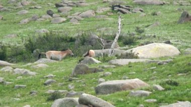 Equus Ferus takhi dzungarian Przewalski Moğol vahşi atı vahşi hayvan toynaklı mustang brumby yaban tarpan belgeseli hayvanları sinemalarda serbestçe dolaşıyor..