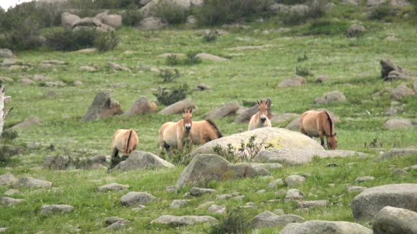 Caballos Przewalski Hábitat Natural Real Las Montañas Mongolia Equus Ferus — Vídeo de stock