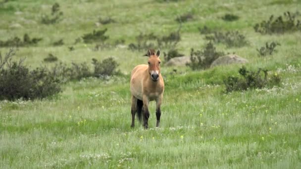 普热沃尔斯基的马在蒙古山区真实的自然栖息地环境中的生存 — 图库视频影像