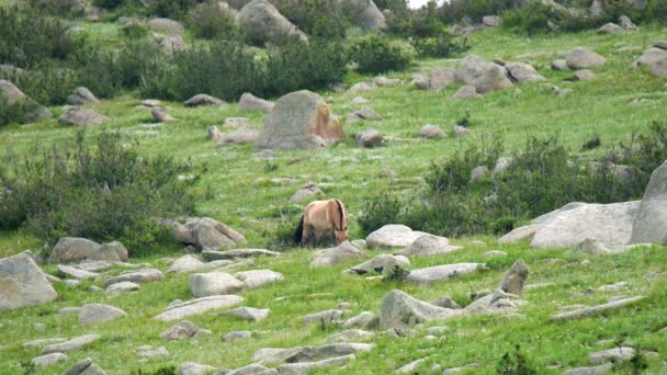 Przewalskis Pferde Einer Natürlichen Umgebung Den Bergen Der Mongolei Equus — Stockvideo