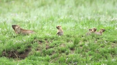 Yeşil otlarla kaplı bir çayırda gerçek bir marmot. Siuridae kemirgen hayvanı vahşi doğa cinsi marmota sincap çayırsıçanı, dağ sıçanı cynomys souslik köpekleri antilop alp alp tepesi Kaşmir Rusya Moğolistan yaylası 4K