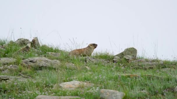 Marmota Real Prado Coberto Com Grama Fresca Verde Sciuridae Roedor — Vídeo de Stock