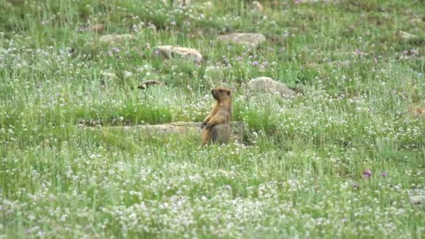 Marmota Real Prado Cubierto Hierba Fresca Verde Sciuridae Roedor Animal — Vídeo de stock
