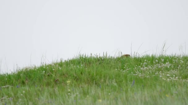 Yeşil Otlarla Kaplı Bir Çayırda Gerçek Bir Marmot Siuridae Kemirgen — Stok video