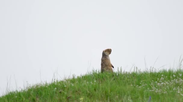 Yeşil Otlarla Kaplı Bir Çayırda Gerçek Bir Marmot Siuridae Kemirgen — Stok video