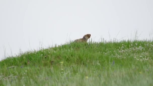 Skutečný Svišť Louce Pokryté Zelenou Čerstvou Travou Sciuridae Hlodavec Zvíře — Stock video