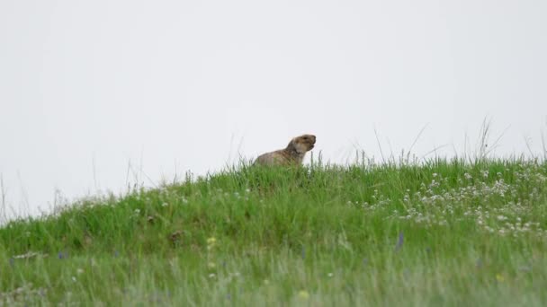 Real Marmot Meadow Covered Green Fresh Grass Sciuridae Rodent Animal — Stock Video