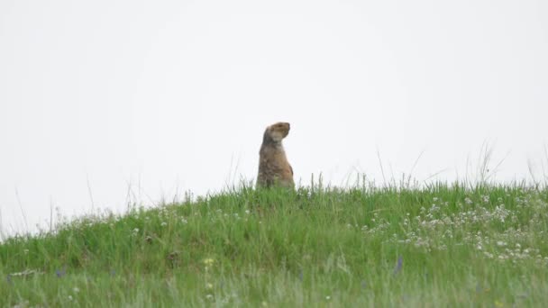 Real Marmot Meadow Covered Green Fresh Grass Sciuridae Rodent Animal — Stock Video