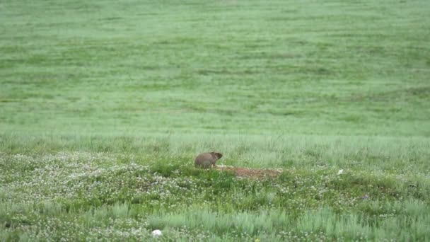 Marmota Real Prado Coberto Com Grama Fresca Verde Sciuridae Roedor — Vídeo de Stock