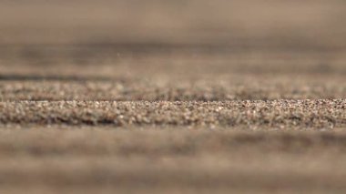 Sandstorm on the sand surface in the desert.Barren arid infertile xeric desertic treeless dried dry drought dehydrated waterless steppe vastextensive unlimitedness immensity wind windy erosion winds ambience ambiance scene scenic nature granule noise