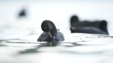 Black fluffy white forehead coot ducks swim on the water surface.Duck animal wild animals wildlife Eurasian coot cinematic tele zoom lake mere lough wetland pond lakeside lakeshore waterside wetland birding ornithology winged wing documentary habitat
