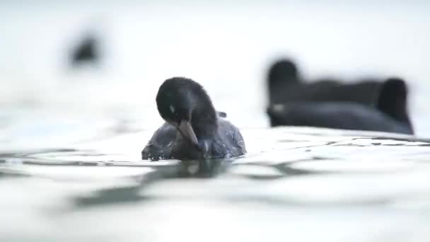 Schwarze Flauschige Weiße Stirn Blässhühnchen Schwimmen Auf Der Wasseroberfläche Ententiere — Stockvideo