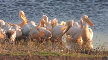 White pelican heron birds by the water.Pelicans Pelecanidae bird animal wild wildlife birding ornithology winged wing beak documentary film footage frigatebird cormorant tropicbird beautiful best lake mere lough wetland lakeside lakeshore waterside