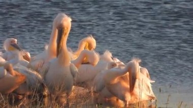 White pelican heron birds by the water.Pelicans Pelecanidae bird animal wild wildlife birding ornithology winged wing beak documentary film footage frigatebird cormorant tropicbird beautiful best lake mere lough wetland lakeside lakeshore waterside