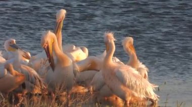 White pelican heron birds by the water.Pelicans Pelecanidae bird animal wild wildlife birding ornithology winged wing beak documentary film footage frigatebird cormorant tropicbird beautiful best lake mere lough wetland lakeside lakeshore waterside