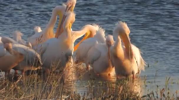 ペリカンペリカン鳥ペリカン鳥野生動物鳥類鳥類鳥類翼のあるくちばしドキュメンタリー映画のフッテージフリゲート鵜トロピカバード美しい湖だけで緑豊かな湿地湖畔の湖畔の水辺 — ストック動画