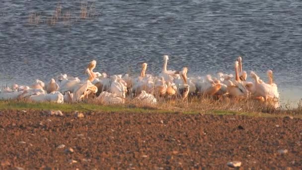 Héron Pélican Blanc Oiseaux Bord Eau Pélicans Pelecanidae Oiseau Faune — Video