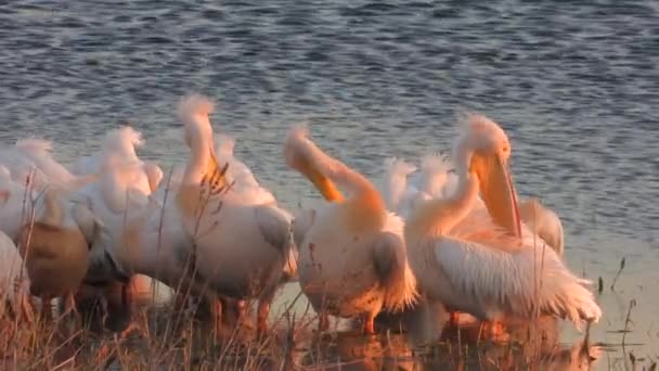 Pelicanos Pelecanidae Pássaro Animal Selvagem Vida Selvagem Birding Ornitologia Asa — Vídeo de Stock