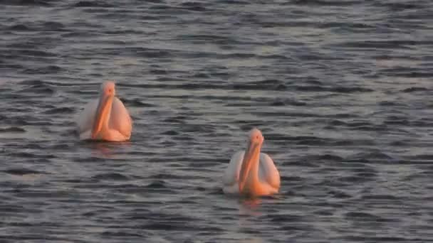 Witte Pelikaan Reiger Vogels Aan Het Water Pelicanen Pelecanidae Vogel — Stockvideo
