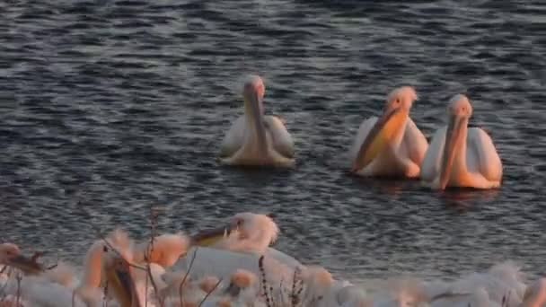 Fehér Pelikán Gém Madarak Víz Pelicans Pelecanidae Madár Állat Vad — Stock videók