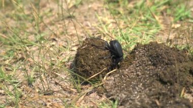 Scarabs are stout-bodied beetles. Scarab beetle rolling a ball of dung. Scarab insect eating new manure. Decomposition is the process by which organic substances are broken down into simpler organics matter. Decomposer animals nature floor ground 4K