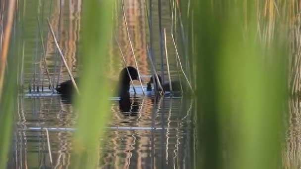 黒いふわふわの白い額のかわいいアヒルが水面を泳いでいます アヒルの動物野生動物ユーラシアのかわいい映画のようなテレズーム湖だけで緑豊かな湿地池湖畔の湖畔湿地鳥類翼のあるドキュメンタリー生息地 — ストック動画
