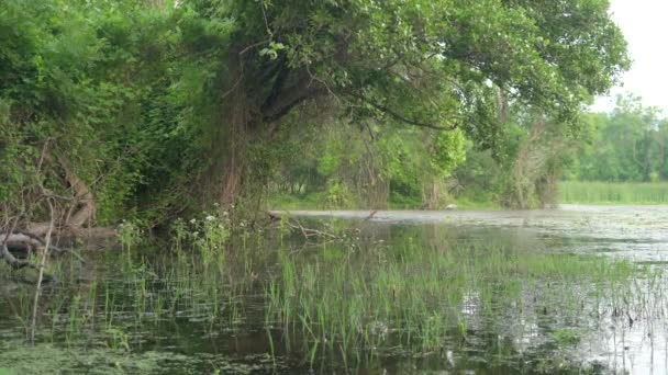 Λίμνη Μόσι Και Βάλτος Στο Δάσος Μάνγκροουβ Υγροβιότοπος Bog Fen — Αρχείο Βίντεο