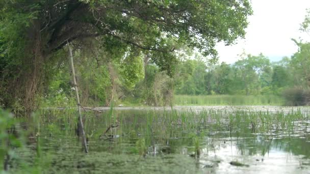 Jezioro Mossy Bagna Lesie Namorzynowym Wetland Bog Fen Carr Pocosin — Wideo stockowe