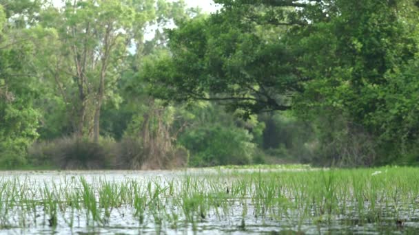 Jezioro Mossy Bagna Lesie Namorzynowym Wetland Bog Fen Carr Pocosin — Wideo stockowe