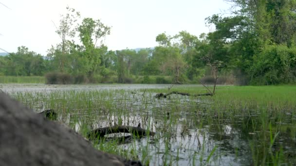 Lago Muschiato Palude Nella Foresta Mangrovie Palude Palude Palude Fen — Video Stock
