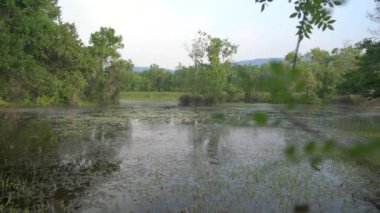 Mangrov ormanındaki yosunlu göl ve bataklık. Bataklık, bataklık, fen carr pocosin, taşkın, sade bahar havuzu, bataklık, bataklık, ıssız göl gölü, göl kıyısı, tropikal ormanlar, sel, çamur, tütsülenmiş su akarsuları, en iyi su bitkileri.