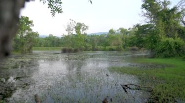 Mangrov ormanındaki yosunlu göl ve bataklık. Bataklık, bataklık, fen carr pocosin, taşkın, sade bahar havuzu, bataklık, bataklık, ıssız göl gölü, göl kıyısı, tropikal ormanlar, sel, çamur, tütsülenmiş su akarsuları, en iyi su bitkileri.