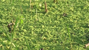 Stagnant water surface covered with dense mossy algae.Lake mere lough wetland pond water lakeside lakeshore waterside littoral swamp marsh quicksand bog quagmire mire morass cinematic background landscape view nature natural film footage idyllic 4K