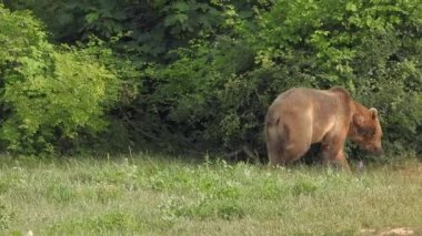 Bear in natural habitat among the trees in the forest.Real wild bears in wooded environment. Animal wildlife documentary film footage cinematic mammal predator prey kodiak free black brown yellow grizzly paw claw fur giant dangerous best beautiful 4K