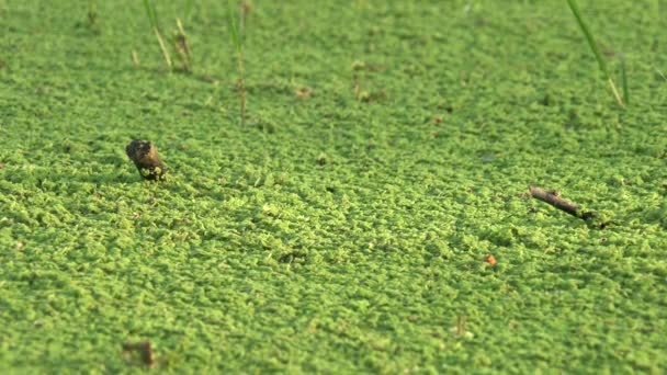 Superficie Agua Estancada Cubierta Con Densas Algas Musgosas Lago Mero — Vídeos de Stock