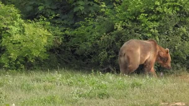 Beer Natuurlijke Habitat Tussen Bomen Het Bos Echte Wilde Beren — Stockvideo