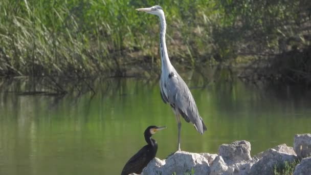 Airone Grigio Cormorano Stanno Fianco Fianco Sul Bordo Del Fiume — Video Stock