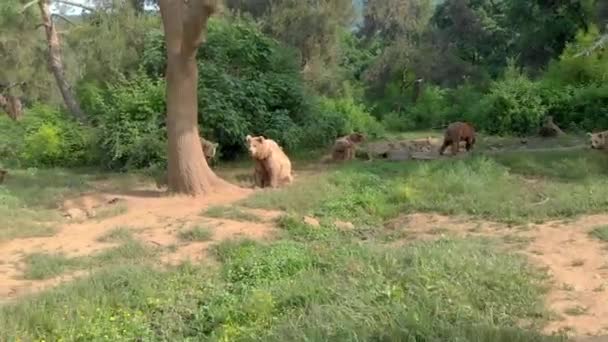 Grupo Ursos Pardos Antes Madeira Arborizada Floresta Silvestre Arvoredo Planta — Vídeo de Stock