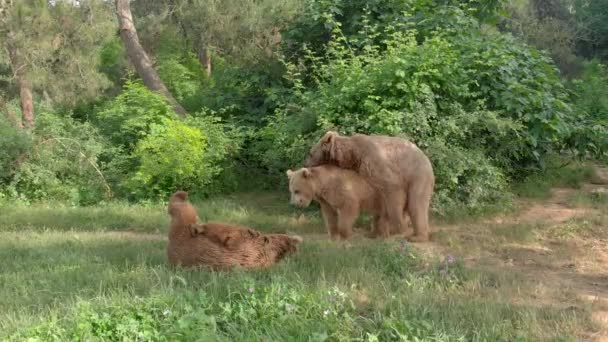 Ursos Selvagens Acasalam Habitat Natural Entre Árvores Floresta Grupo Rebanho — Vídeo de Stock