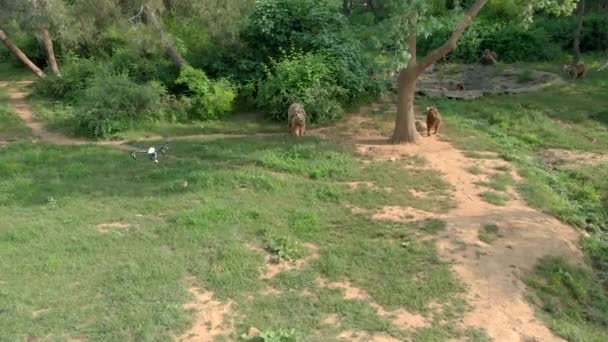 Nos Bastidores Filmagem Documentário Urso Outro Drone Atira Com Drone — Vídeo de Stock