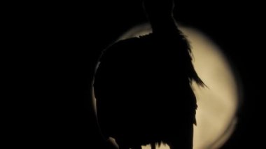 Gece karanlığında dolunay ışığında yuvada bir leylek kuşu. Kuş, vahşi hayvan, kuş, kuş, ornitoloji, görkemli güzellik, sinematik Ciconiidae Ciconiiformes, balıkçıl, televizyon, zoom, görkemli güzellik, huşu, sinema, mükemmellik.