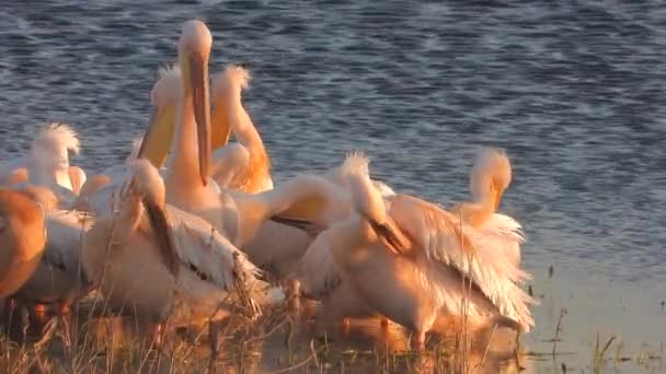 Bílá Pelican Volavka Ptáci Vody Pelicans Pelecanidae Pták Zvíře Divoký — Stock video
