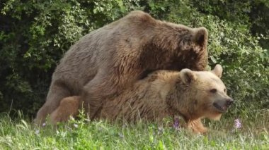 Vahşi ayılar ormandaki ağaçların arasında doğal ortamda çiftleşiyorlar. Ormanlık alanda gerçek bir ayı. Çiftleşen çiftleşme, seks, vahşi yaşam, kodiak, boz pençe, dev hayvan pençesi, vahşi yaşam, belgesel, kadın, erkek, 4K 'yı seviyor.