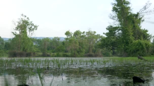 Lago Muschiato Palude Nella Foresta Mangrovie Palude Palude Palude Fen — Video Stock