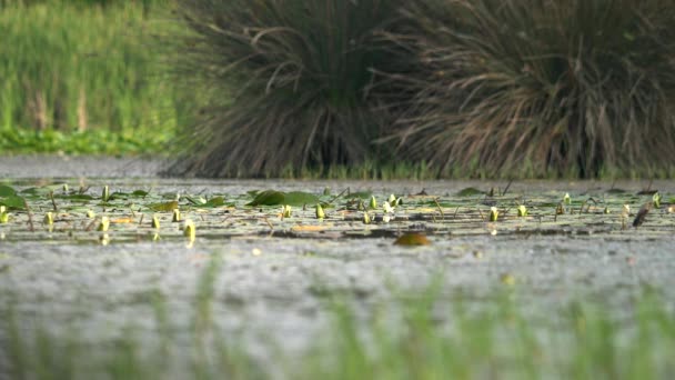 Lago Musgo Pântano Floresta Manguezais Wetland Pântano Fen Carr Pocosin — Vídeo de Stock